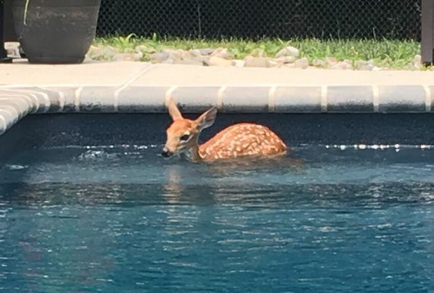 Une mère de famille découvre cette petite biche dans sa piscine. &nbsp;&nbsp;