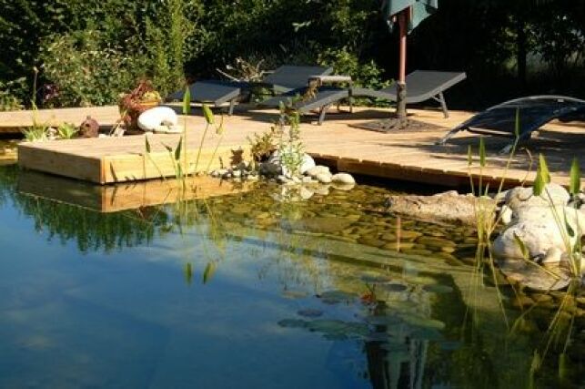 Une piscine naturelle peut être le terrain de la prolifération des algues filamenteuses.