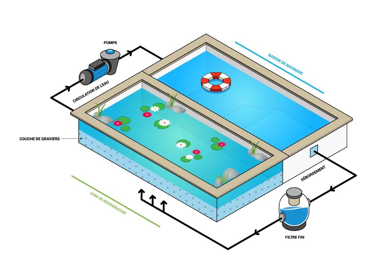 Schéma piscine naturelle : plan, fonctionnement et principe de filtration naturelle